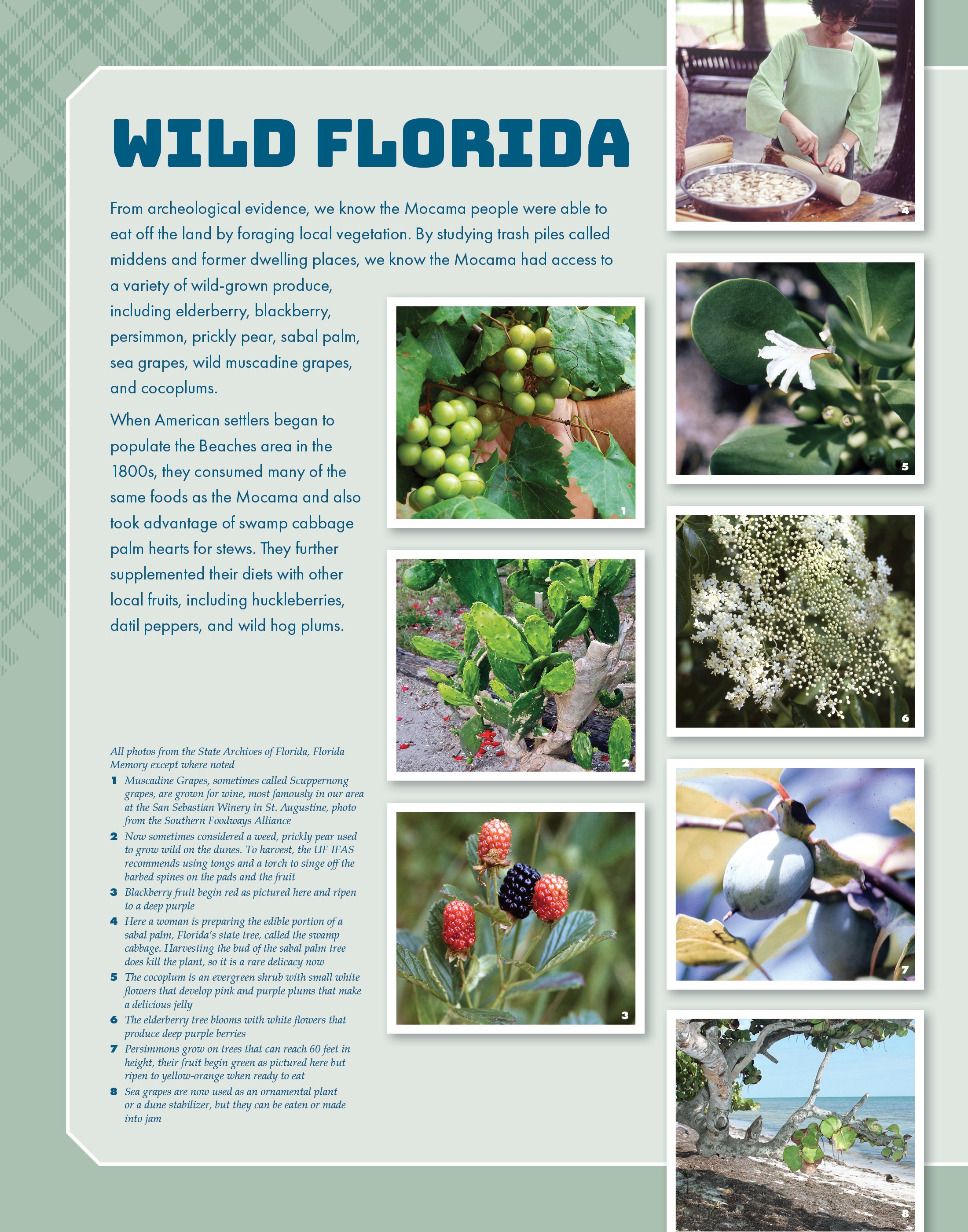 8-Wild-Florida-22x28